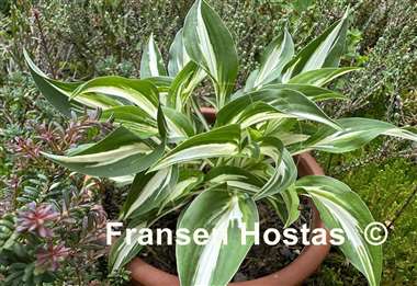 Hosta Fresh Mint