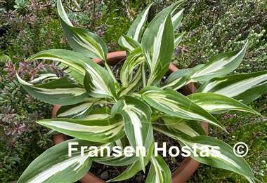 Hosta Fresh Mint
