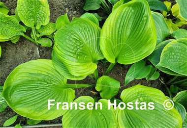 Hosta Friar Tuck
