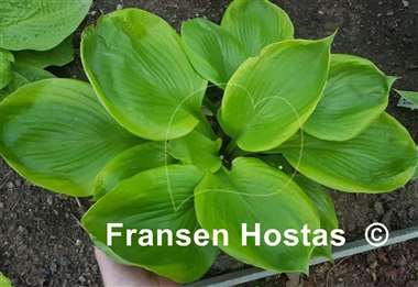 Hosta Friar Tuck