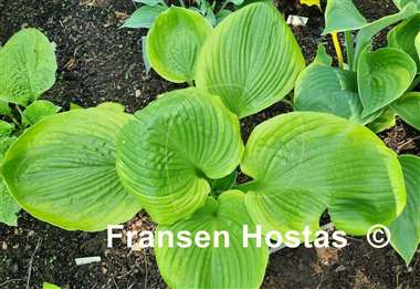 Hosta Friar Tuck
