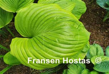 Hosta Friar Tuck