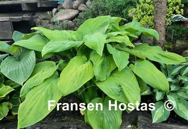 Hosta Fried Bananas