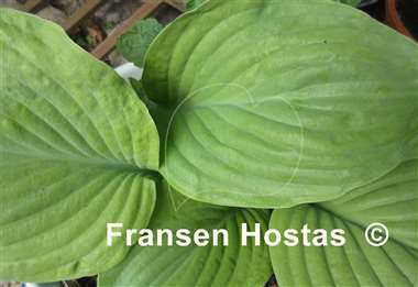 Hosta Fried Green Tomatoes
