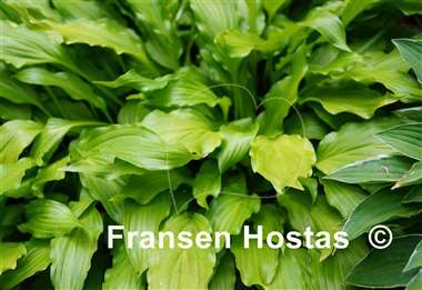 Hosta Friends