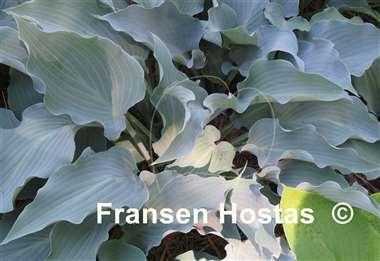 Hosta Frill Ride