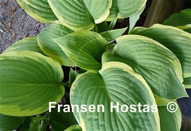 Hosta Fringe Benefit