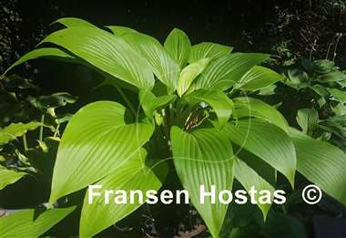Hosta Frisian Association