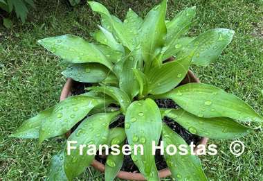 Hosta Frisian Changing Green