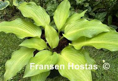 Hosta Frisian Changing Green