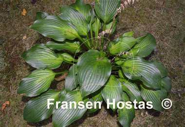 Hosta Frisian Changing Green