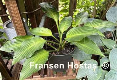 Hosta Frisian Changing Green