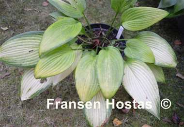 Hosta Frisian Desert