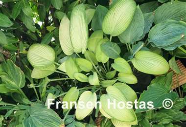 Hosta Frisian Desert