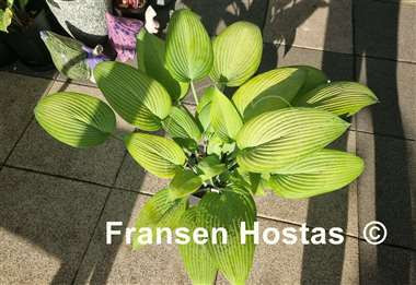 Hosta Frisian Desert