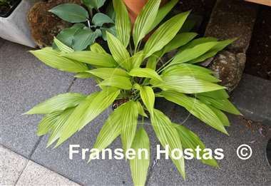 Hosta Frisian Early Gold