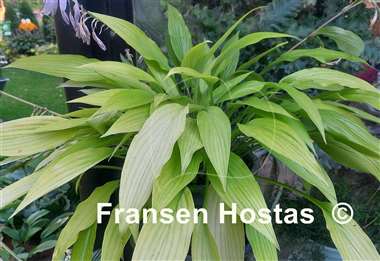 Hosta Frisian Early Gold