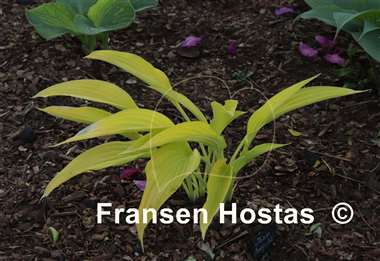Hosta Frisian Early Gold