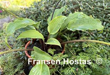 Hosta Frisian Elegance