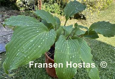 Hosta Frisian Elegance