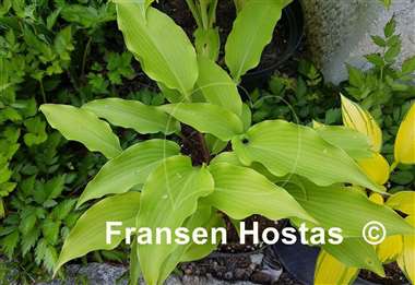 Hosta Frisian Elegance