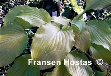 Hosta Frisian Hanging Down