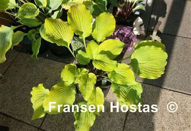 Hosta Frisian Hanging Down