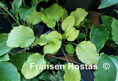 Hosta Frisian Hanging Down