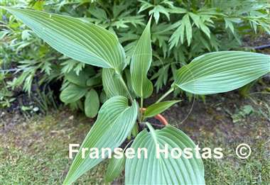 Hosta Frisian Joy