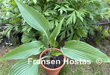 Hosta Frisian Joy