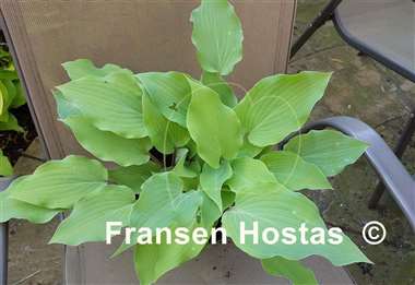 Hosta Frisian Misty Sky