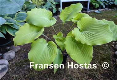 Hosta Frisian Moon Glow