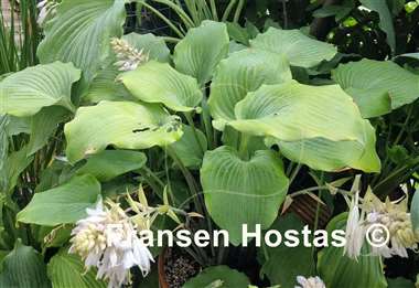 Hosta Frisian Moon Glow