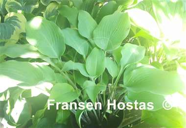 Hosta Frisian Moon Glow