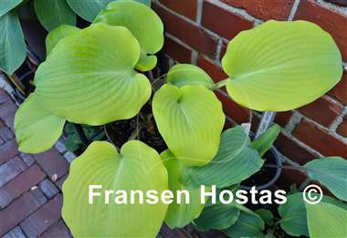 Hosta Frisian Moon Glow