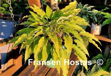 Hosta Frisian Pride