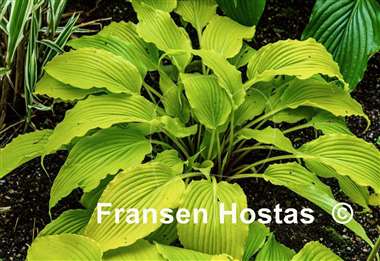 Hosta Frisian Pride