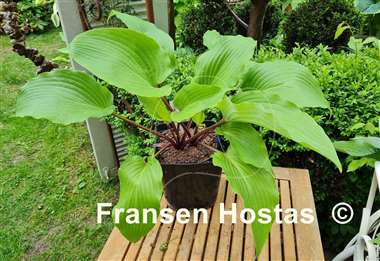 Hosta Frisian Red Surprise