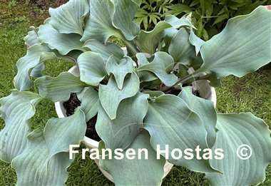 Hosta Frisian Waving Steel