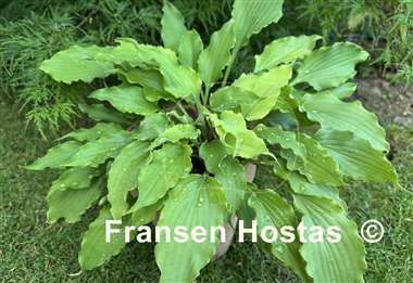 Hosta Frisian Yellow Waves