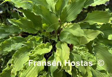 Hosta Frisian Yellow Waves