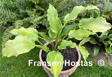 Hosta Frisian Yellow Waves
