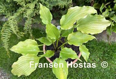 Hosta Frisian Yellow Waves