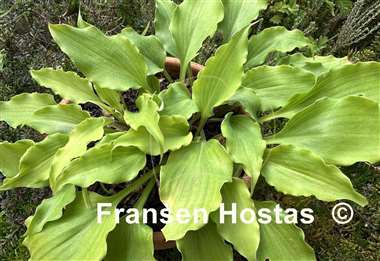 Hosta Frisian Yellow Waves
