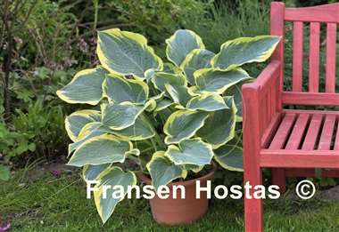Hosta Frost Giant