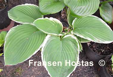 Hosta Frosted Jade