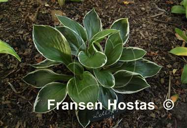 Hosta Frosted Lollipop