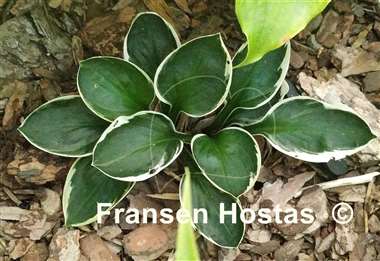 Hosta Frosted Lollipop