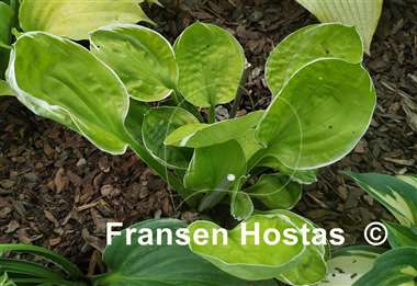 Hosta Frosted Mini-muffins