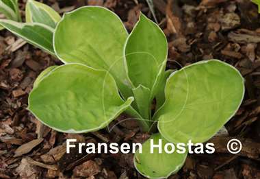 Hosta Frosted Mini-muffins